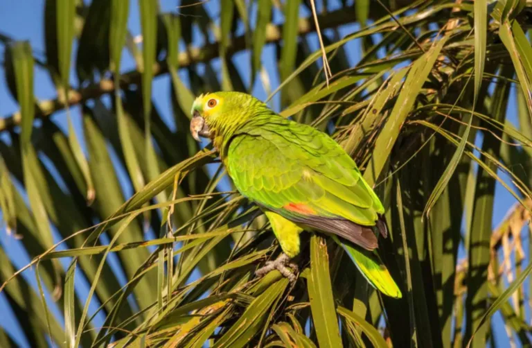 Papagaio desbocado agradeceu com um palavrão ao ser salvo