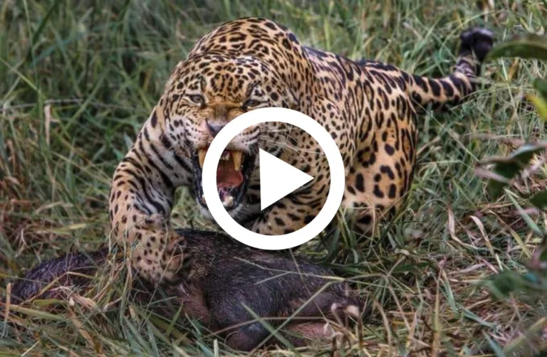 Ataque de onça foi fatal para o catitu, também conhecido como queixada