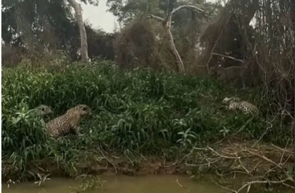 "Clientes do quarto ao lado" entram em crise com vizinho no "motel das onças"