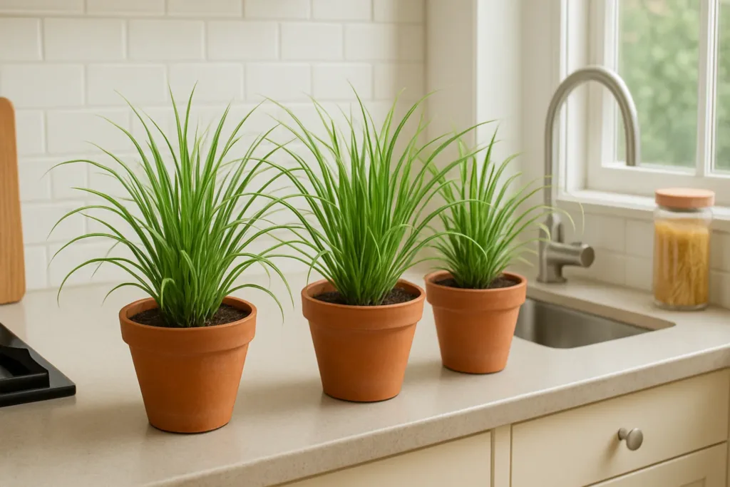 Com esta planta, as moscas não vão chegar perto da sua casa! Saiba como cultivá-la