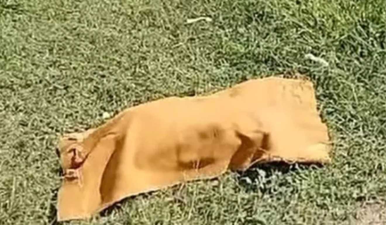 feto morto em matagal