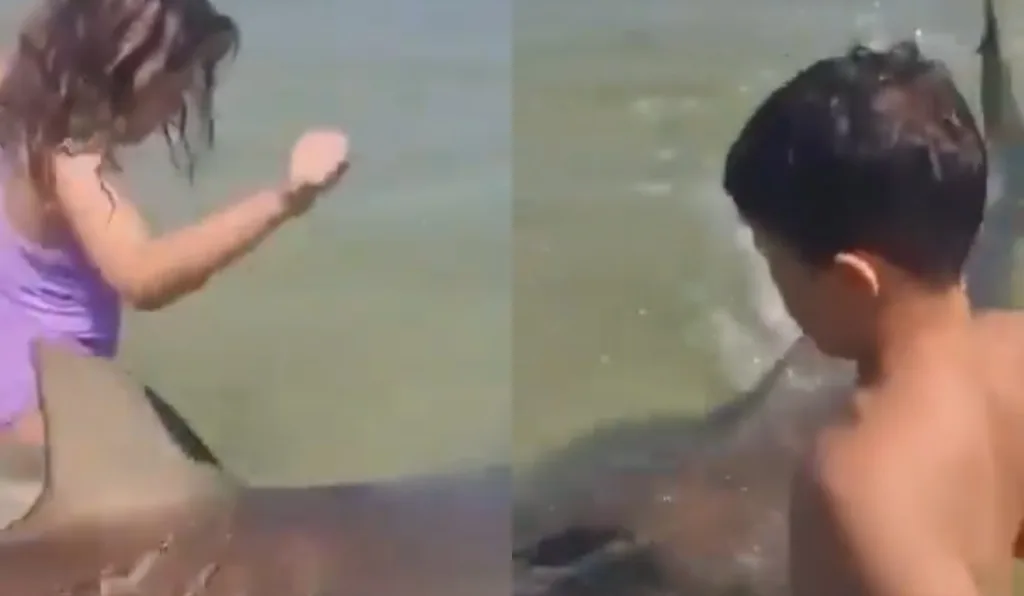 Tubarão é flagrado ao lado de crianças em parte rasa de praia