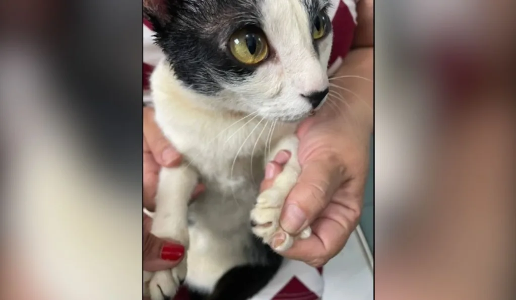 Mulher é indiciada por matar e torturar dois gatos