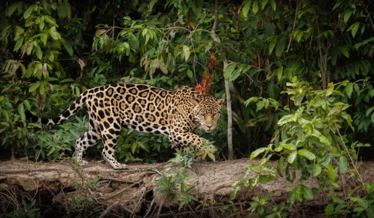 Onça pintada em floresta; felino matou caseiro no Mato Grosso do Sul