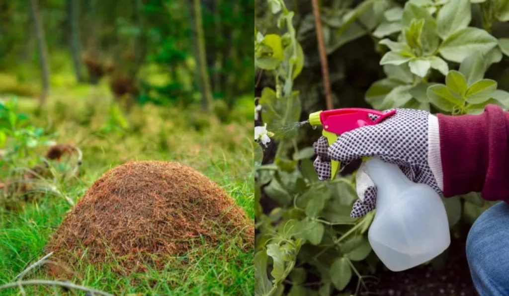 idosa aplica veneno em formigueiro