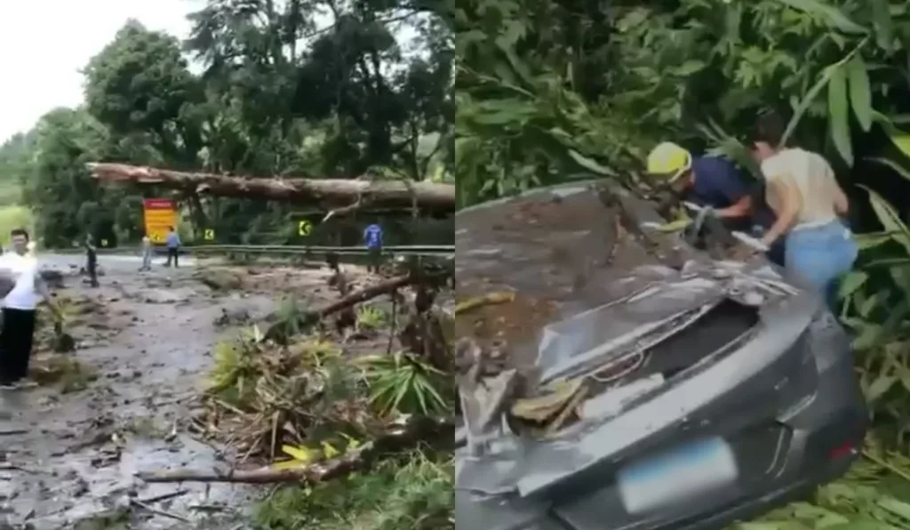 Árvore no meio de pistas da BR-277; carro atingido por árvore