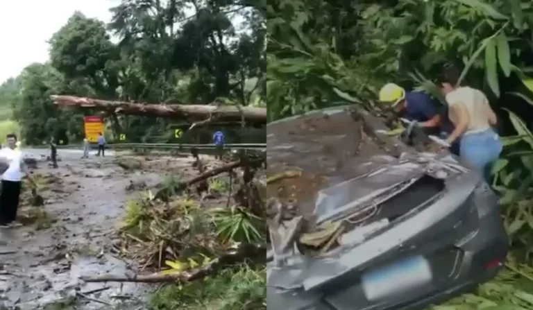 Árvore no meio de pistas da BR-277; carro atingido por árvore