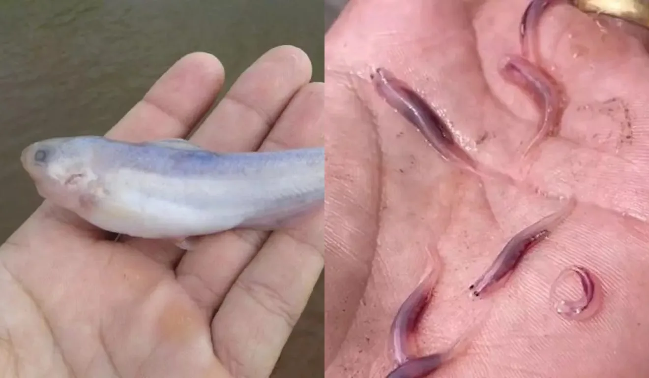 Mitos e verdades sobre o Candiru, o 'peixe-vampiro'