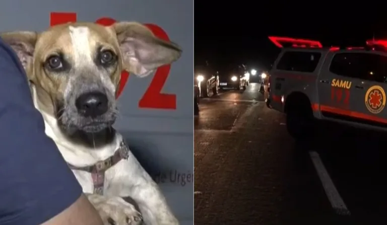 cachorro que ficou ao lado do corpo do homem que morreu atropelado