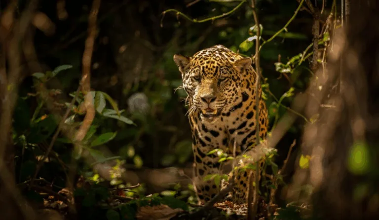 Imagem ilustrativa de uma onça no mato.