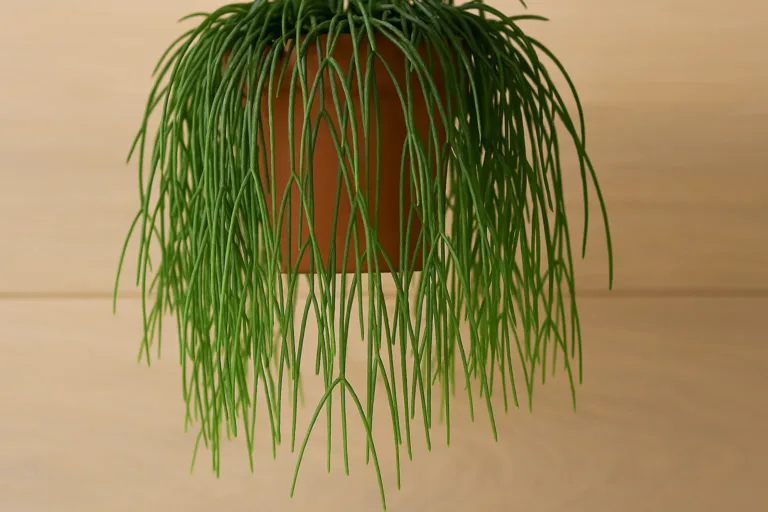 3 formas de propagar o ripsalis e criar novos vasos