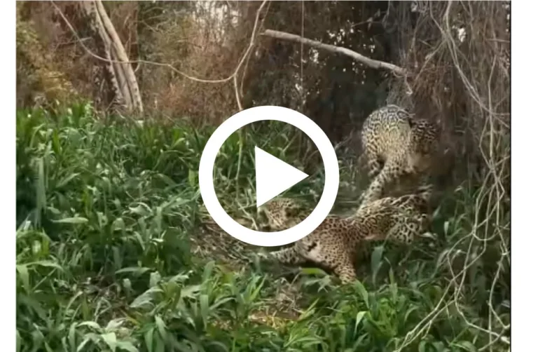 Motel das onças em pleno funcionamento, na mata do Pantanal