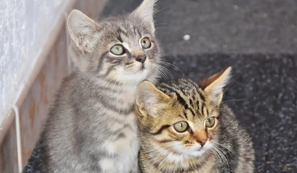 gato cinza e um gato amarelo