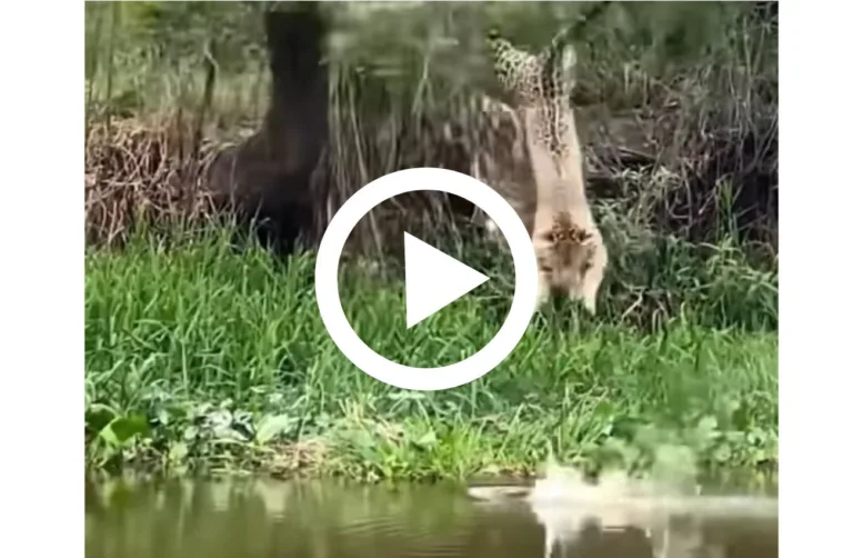 Onça voadora ataca sua presa, um jacaré distraído na beira do rio
