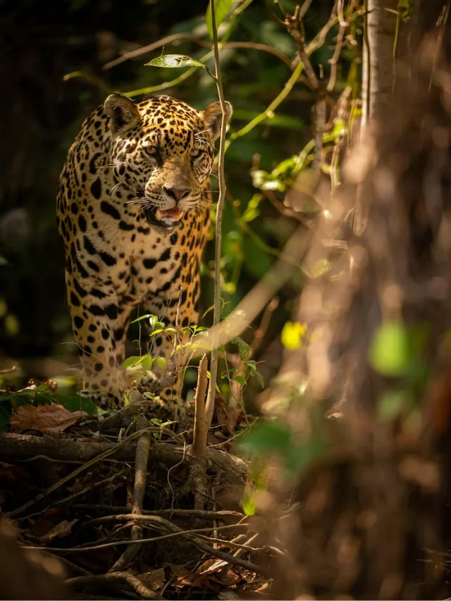 web story capa isadora (7)