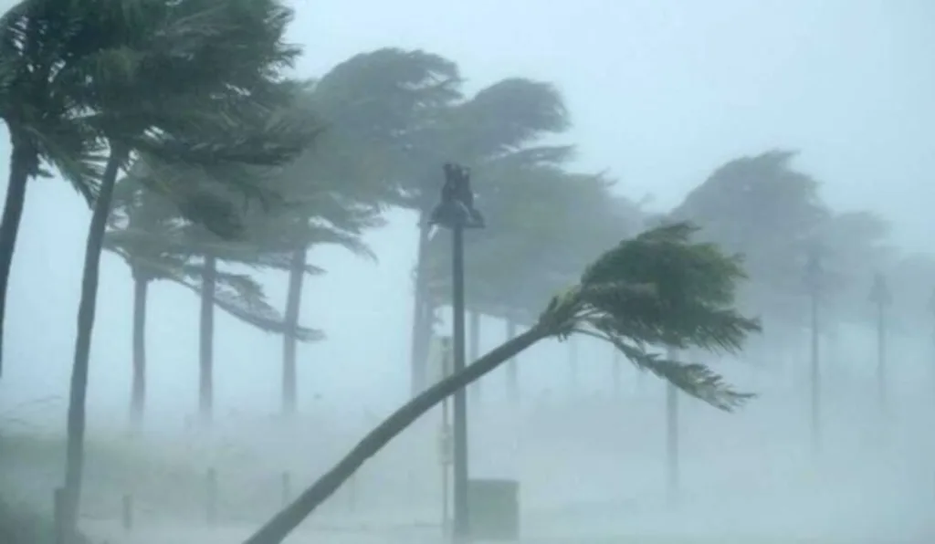 árvores balançando por causa de vento forte para ilustrar a chegada do ciclone extratropical