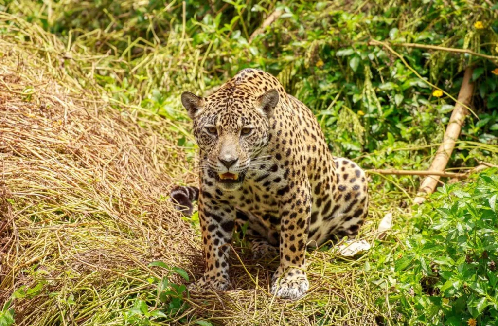 Catitu é uma das vítimas mais comuns no ataque de onça