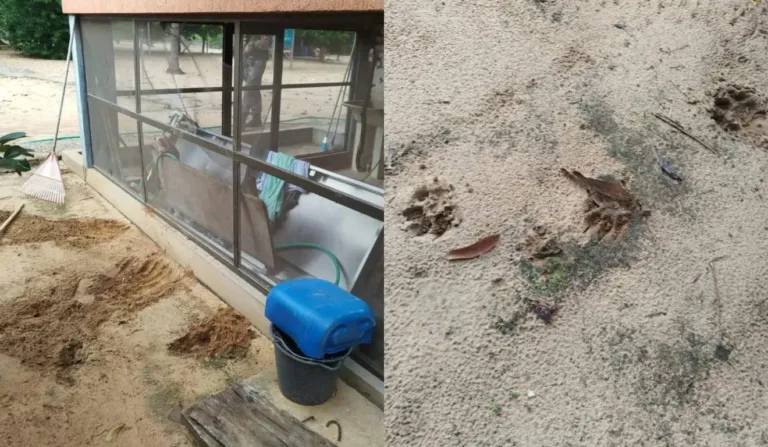 Lugar onde onça invadiu funcionava como local de trabalho de caseiro morto