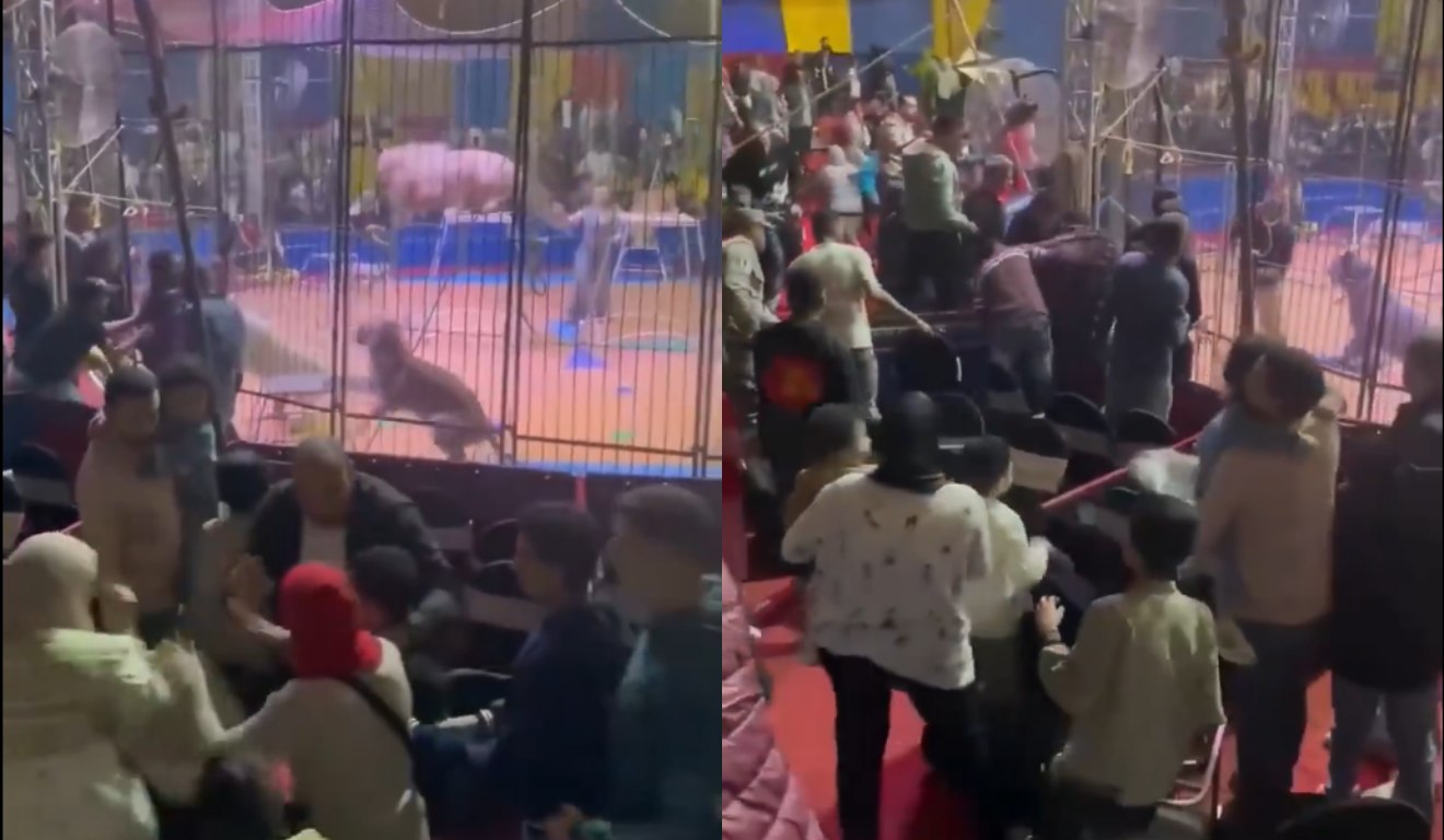 Vídeo de treinador sendo atacado por tigre