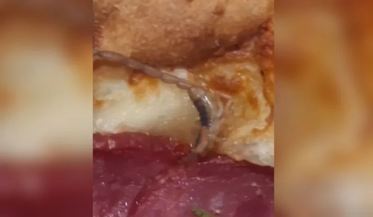escorpião em pizza