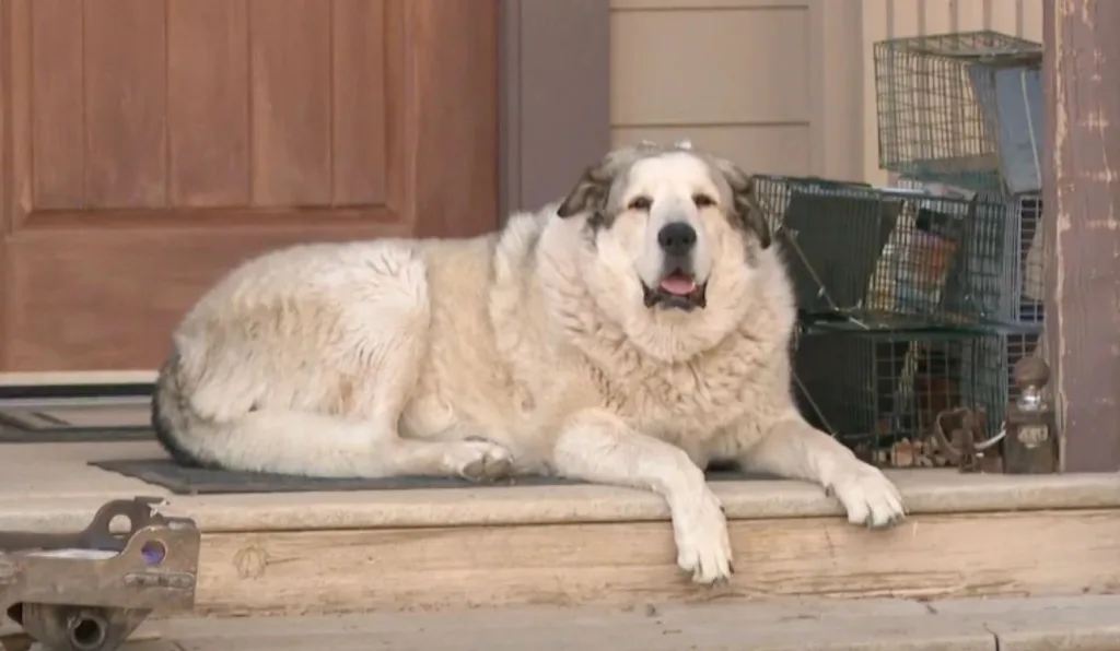 cachorro que salvou bebê na floresta