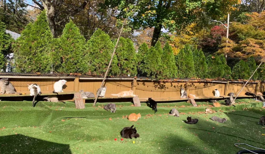 Christopher Arsenault, idoso de 65 anos que morreu ao tentar salvar gatos de um incêndio