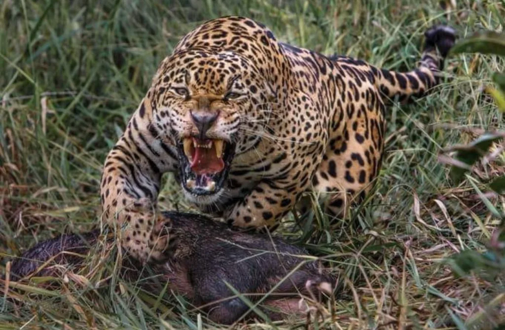 Ataque de onça não deu chance de defesa ao catitu