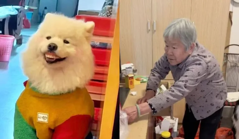 Cachorro com dentadura