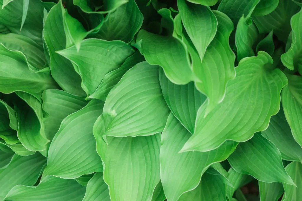 Hosta - Foto by Freepik