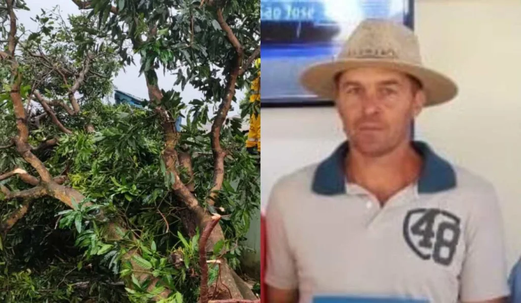 Morador morre atingido por árvore durante vendaval em Palmitos