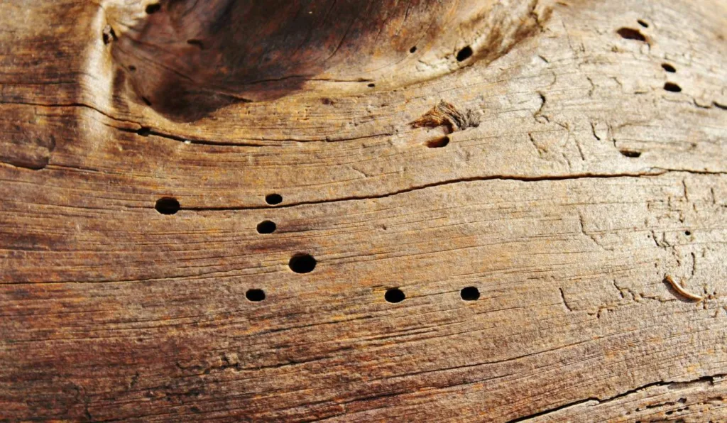 madeira atacada por cupins