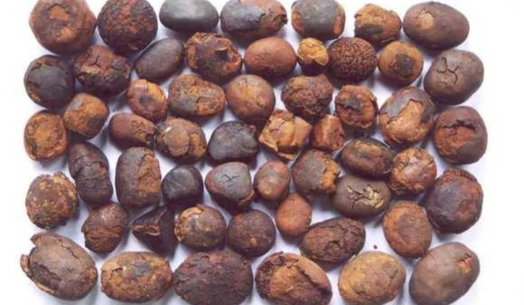 pedras de fel do boi