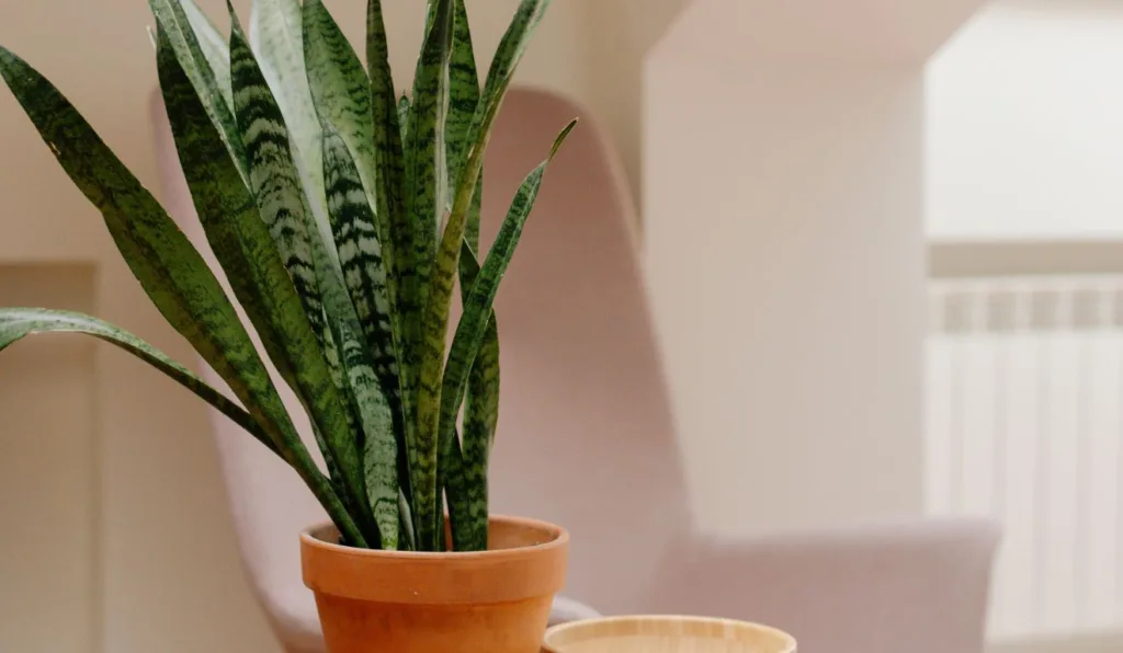 espada-de-são-jorge em casa