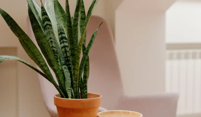 espada-de-são-jorge em casa