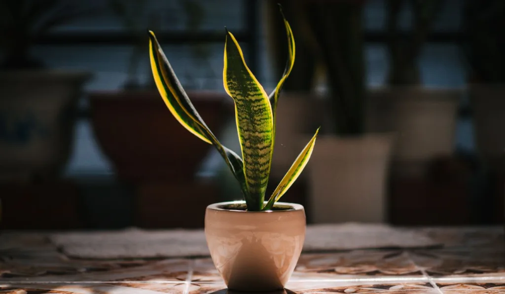 espada-de-são-jorge