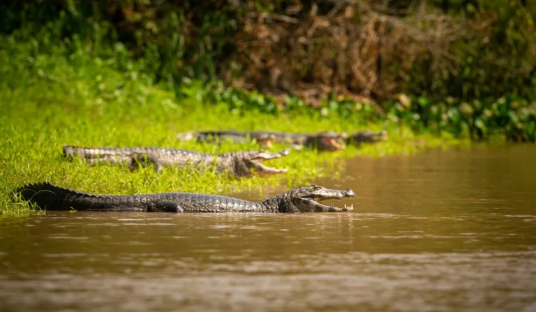 jacarés à beira de lago