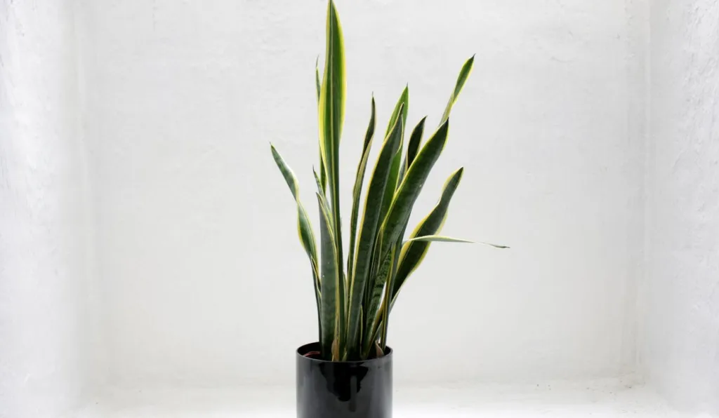 espada-de-são-jorge em um vaso