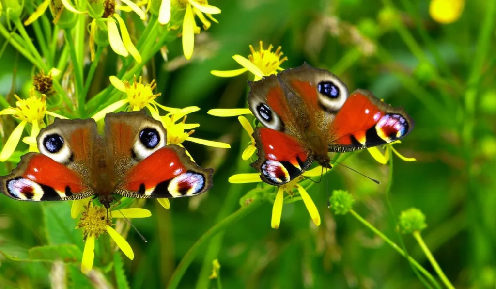 borboletas em plantas 