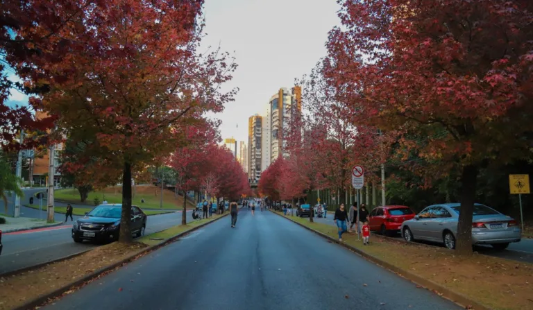 rua do outono em Curitiba para ilustrar a previsão do tempo