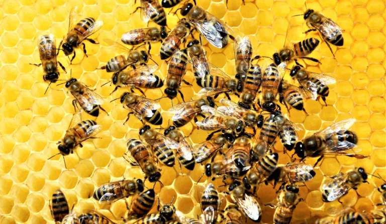Abelhas na colmeia