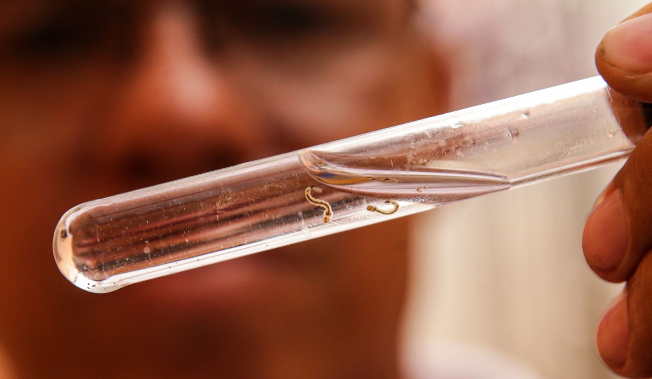 Larva do mosquito da dengue, responsável por 43 mortes no Paraná em 2025