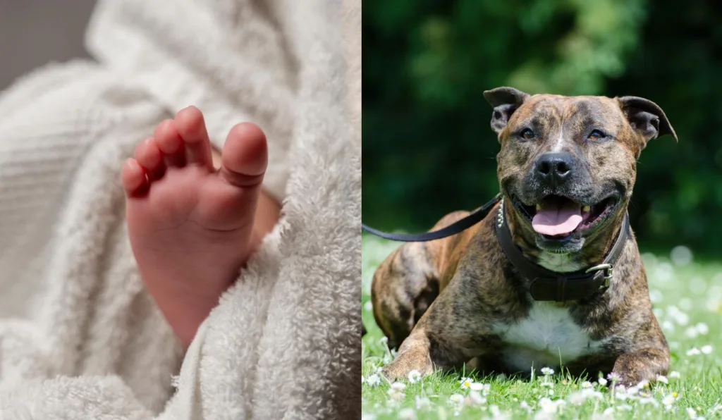 Pé de bebê e pit bull