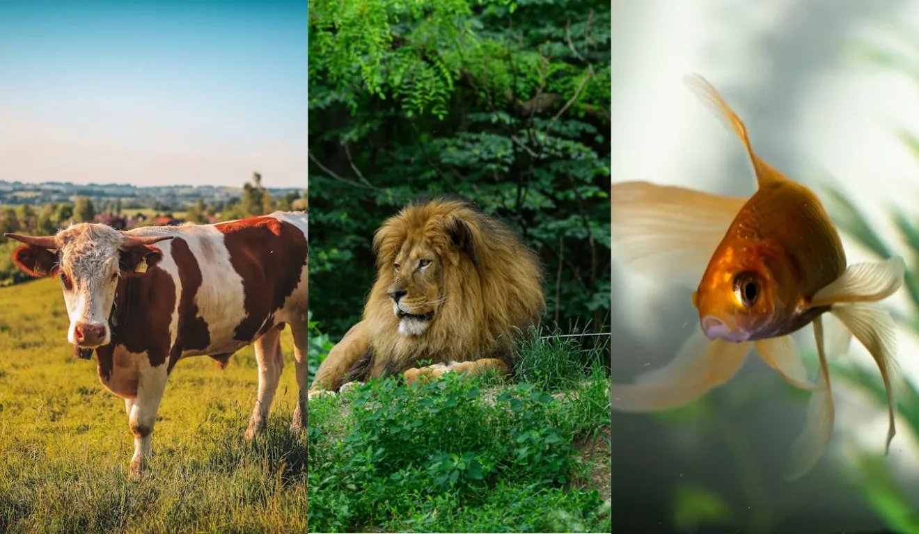Imagem de vaca, leão e peixe.