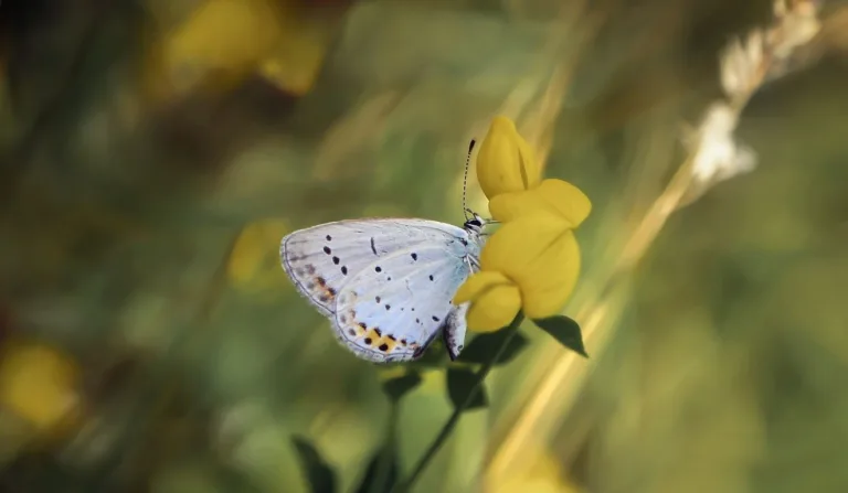 borboleta branca em uma flor amarela para ilustrar o significado delas espiritualmente