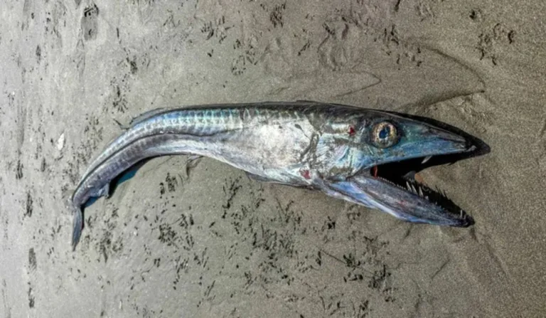 peixe canibal visto em praia dos EUA