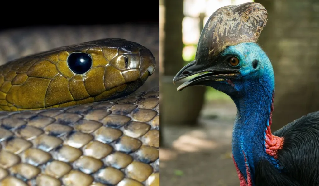 Animais mais perigosos do mundo