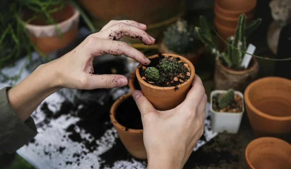 pessoa mexendo em um vaso de planta