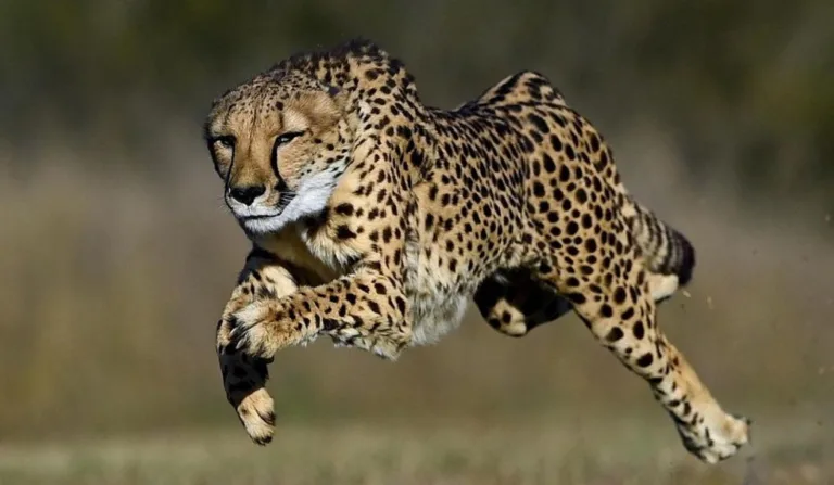 Animal mais rápido do mundo