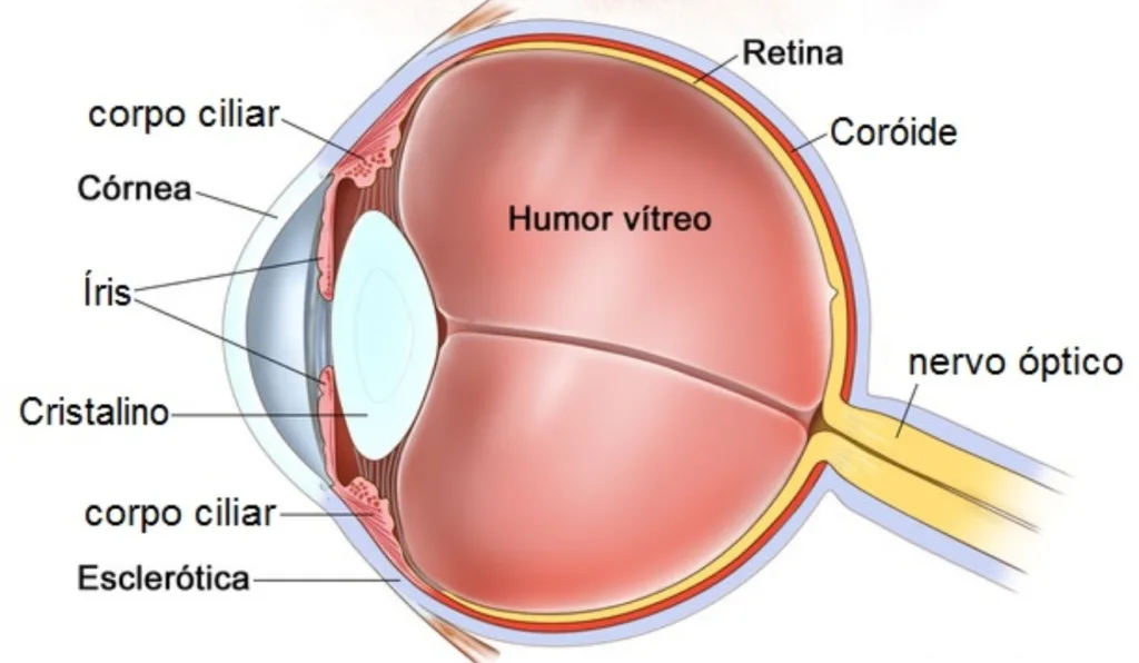 estrutura do olho humano