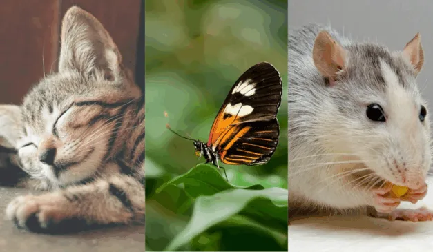 Imagem de gato, borboleta e rato.